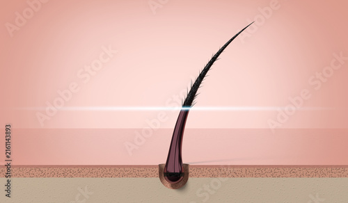 Single human hair strand growing from follicle in skin layer - 3d illustration
