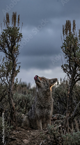 Vertical portrait of a wild coyote sitting in scrubland and licking its nose. Predator looking up against a cloudy sky in its natural habitat