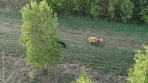 Aerial meadow with cows and natural farm tracks
