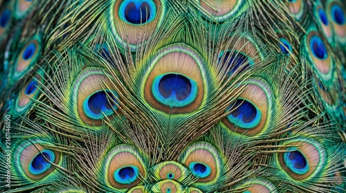 Close-up of a Peacocks Eye Feathers Displaying Vibrant Colors and Patterns.
