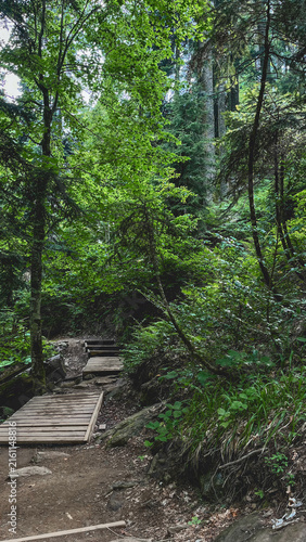 Wooden boardwalk trail through a lush mountain forest