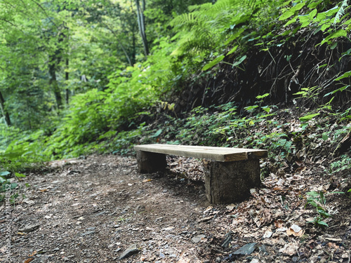 Wooden bench beside a forest hiking trail