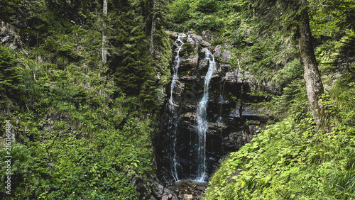 Lush Forest Waterfall Surrounded by Green Vegetation