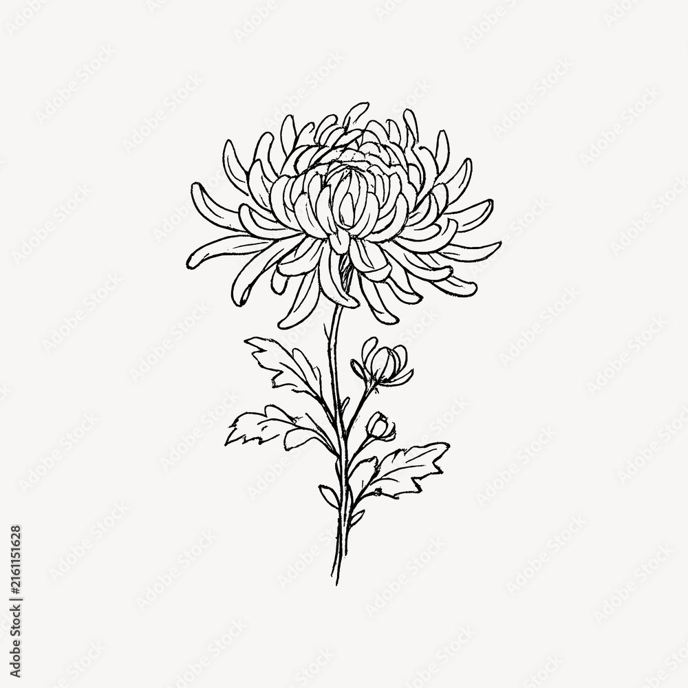 Fototapeta premium Line drawing of a chrysanthemum with detailed petals and leaves.