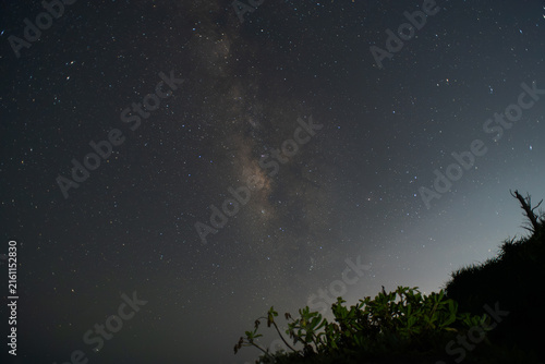 夜空の天の川とシルエットの草木