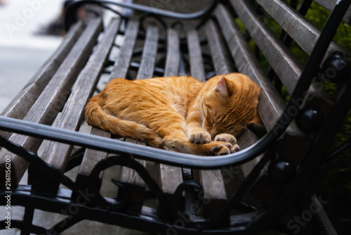 Foto A cute ginger tabby cat sleeping peacefully curled up on a wooden park bench