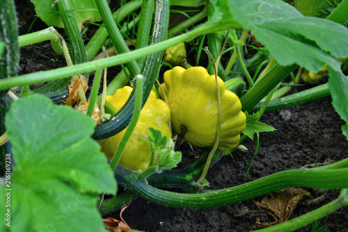 Yellow Pattypan Squash Growing on Vine in Vegetable Garden, close up, organic gardening, scallop squash