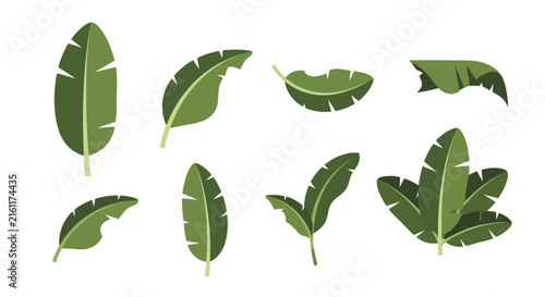 Tropical green banana leaf collection isolated on white.