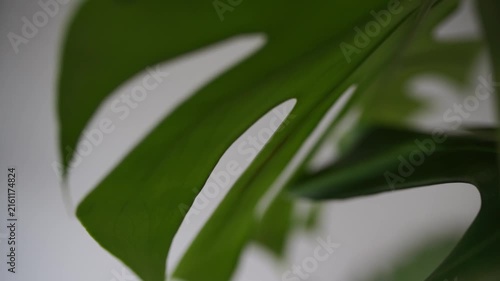 monstera leaf close-up