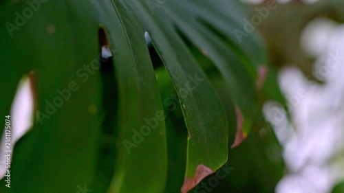 monstera leaf close-up