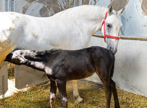 New born small young foal horse suckling milk from mother inside farm enclosure