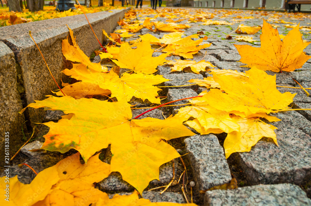 Fototapeta premium Yellow maple fallen leaves scattered on stone cobblestone walkway in park, autumn leaves background