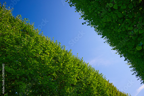 Foto The treetops align to form an abstract background.