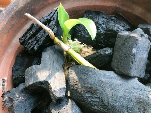 Принти на полотні Young orchid seedling growing on charcoal substrate, representing propagation, plant nursery techniques, tropical gardening, and sustainable cultivation practices