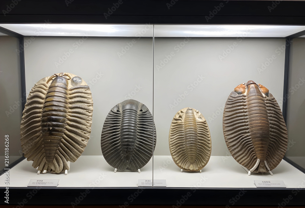 Fototapeta premium Ancient marine life and paleontology, fossilized trilobites in a museum display case, prehistoric creatures and evolution