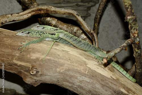 Fotografía A pair of Yellow tree monitors (Varanus reisingeri), a rare endemic from Misool
