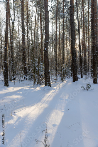 pines in a forest covered with snow and large snowdrifts in nature after snowfalls, white bright and crisp snow in a coniferous forest with tall old pine trees