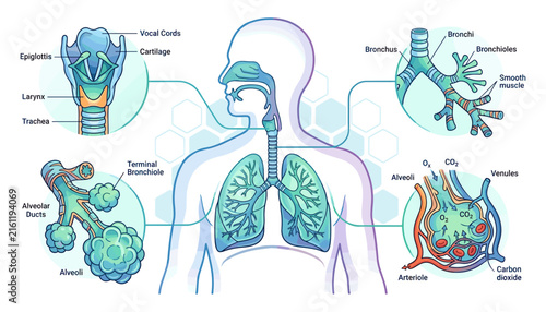 Human respiratory system medical anatomy infographic vector illustration showing lungs larynx trachea alveoli and gas exchange