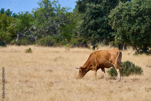 Brown cow grazing dry pasture in natural environment