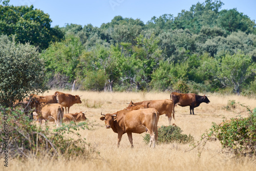 Cattle herd grazing in dry summer pasture field
