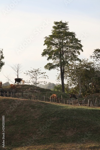 Canvas Print Cattle grazing on a green hillside pasture enclosed by a rustic wooden fence in daylight