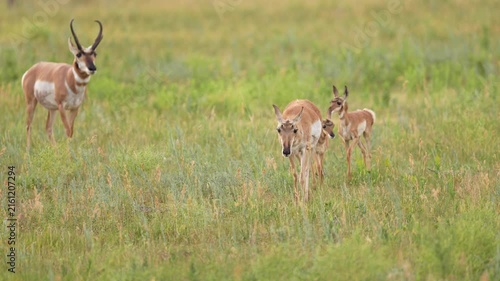 Pronghorn Antelope (Antilocapra americana) buck, doe and twin fawns have a tender moment on a South Dakota prairie in July.