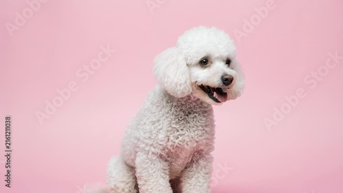 adorable white puppy sitting and tilting head in pink room