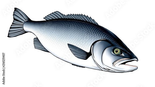 Fresh Atlantic Cod Fish (Gadus morhua)