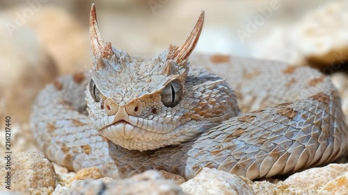 selective focus horned viper camouflaged among rocky terrain