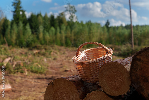 Foto Large edible parasol mushrooms in a basket against a background of a partially logged forest