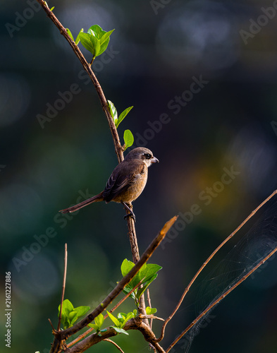 Brown Shrike on a branch. Medium sized shrike with a slender black mask and rufous-brown rump and tail.