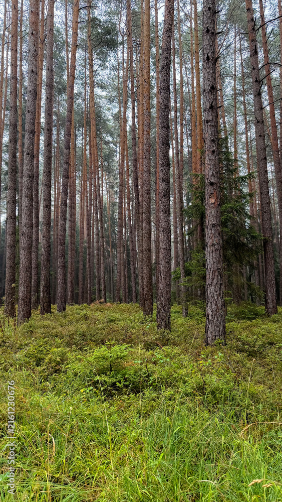 Fototapeta premium Atmospheric Pine Forest on a Rainy Day