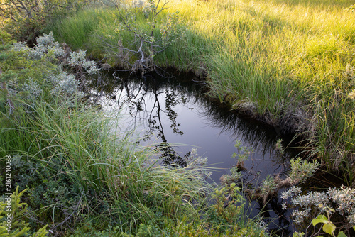 Wetland Habitat in Trillemarka-Rollagsfjell National Park, Norway