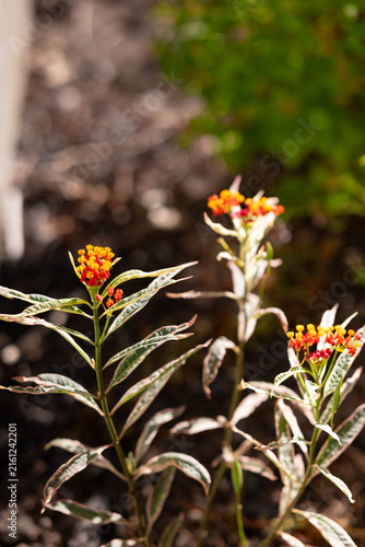 monarch butterfly on milkweed plant