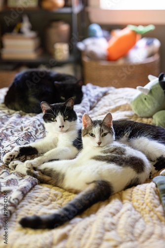 Two Cats Cuddling, Yawning, Grooming each other