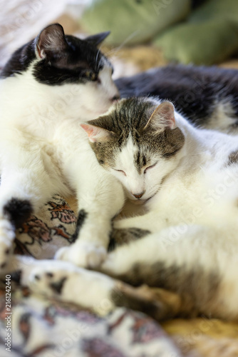 Two Cats Cuddling, Yawning, Grooming each other