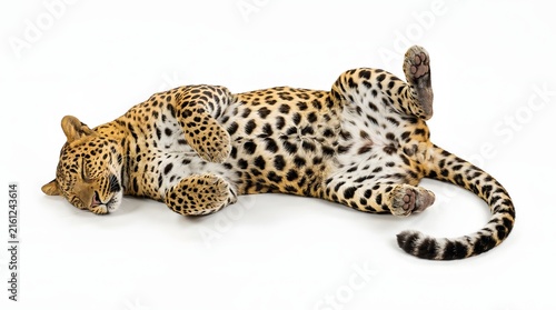 Plakat javanese leopard laying on its back with white background