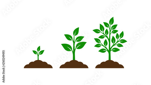 Bild auf Leinwand Plant growth stages vector illustration showing seedling development from sprout