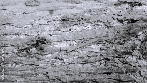 Light monochrome close-up of weathered tree bark with layered grain, fine cracks and subtle natural patterns, creating a soft organic texture background.