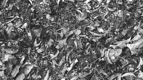Monochrome forest floor texture with fallen leaves, rough stones, soil and natural debris, creating an organic outdoor background with rich natural detail.