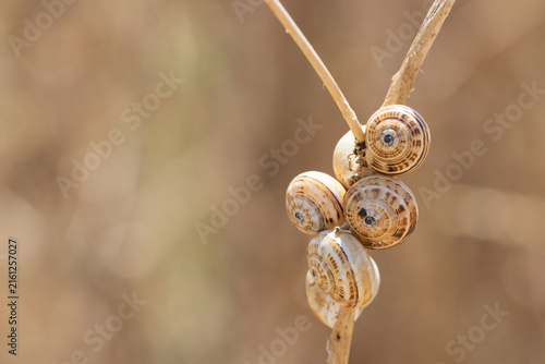 Cuadro en lienzo Snails estivating on dry plant during summer heat