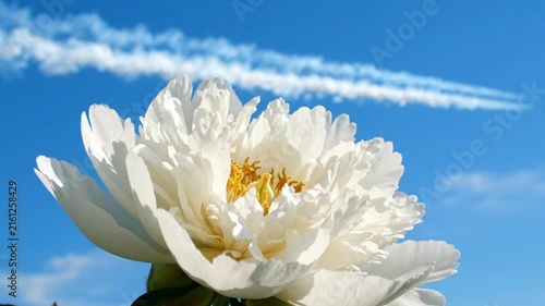 White peony flower blooming against a vivid blue sky, showcasing delicate petals, golden stamens, and natural beauty in bright sunlight