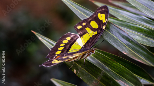 Naklejka butterfly on leaf