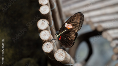 Naklejka butterfly on a tree