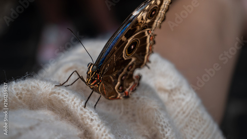 Naklejka butterfly