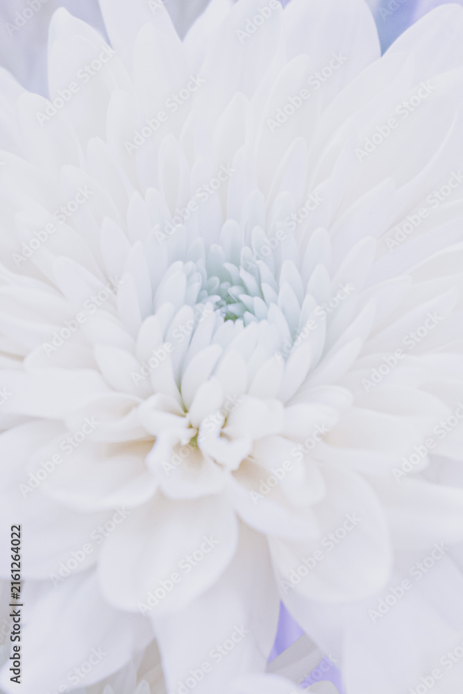 Obraz premium Macro closeup of a beautiful white chrysanthemum flower in full bloom, showcasing detailed delicate layered petals for a romantic floral background or natural wallpaper