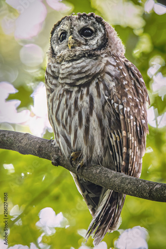 Obraz na płótnie Barred Owl Looking Stoic