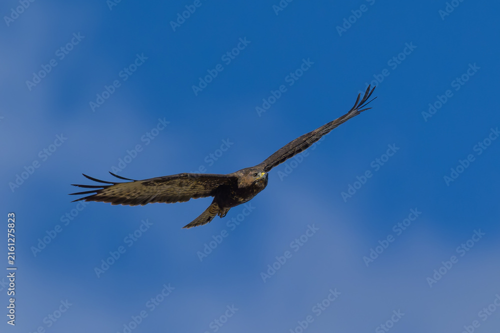 Fototapeta premium Águila calzada en la Sierra de Guadarrama