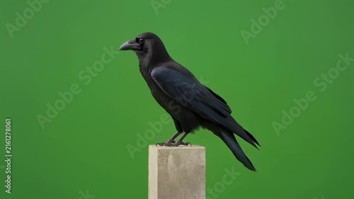 Black crow perched on wooden post against a vibrant green background with cinematic motion and subtle camera drift