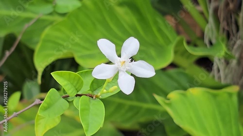 Wrightia antidysenterica flower blooming sway in the wind in garden.